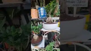 garden bliss #viral #reels #new #happy #shopping #near #memes #todaynews