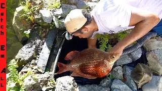 ABANDONED FISH RESCUE! **Colorful Fish Stuck in Pond System**