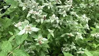Botany Byway 8: The Mint Family