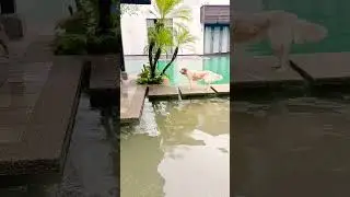 Lucky, Lele and Jolly kulitan time sa swimming pool 🫢🤣😂