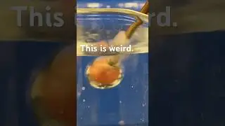 A better way to understand CONVECTION CURRENTS.
