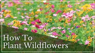 How To Plant Wildflowers | Colorado Wildflowers | How To Sow Wildflower Seeds | Wildflower Meadow
