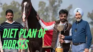Punjab ~ Marwari Horse What do horses eat | Diet Plan Of Horses | Noorgarh Stud Farm | Sunny Gill