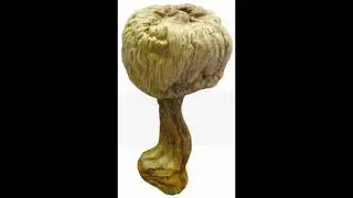The Health Benefits of Agaricus Blazei Murill Mushroom.