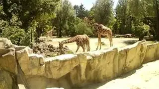 A Tigris megjel&ouml;li a ter&uuml;let&eacute;t! M&uuml;nchen Hellabrunn Tierpark 06. 2019.