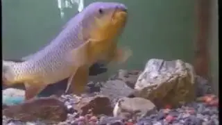 Z&aacute;klady lovu kapra na boilies