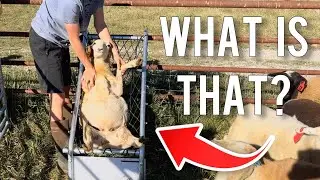 The Farming Device You've Never Heard Of | Premier Deck Chair for Sheep