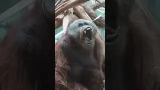 Monkey Reacts to Magic Trick 😂