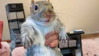 A Disabled Baby Squirrel&rsquo;s Fight for Life&mdash;and the Love That Saved Her