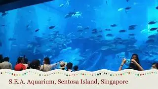 S.E.A. Aquarium | Sea Aquarium Singapore | S.E.A Aquarium Singapore Sentosa Island | Singapore Shark