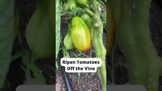 How to Ripen Tomatoes Off the Vine 🍅