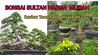 Bonsai Sultan Harga Murah, Review Tanaman Bonsai Part 2