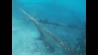 Nurse Shark Alligator Reef