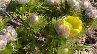 Adonis vernalis. Адонис весенний. Горицвіт весняний.