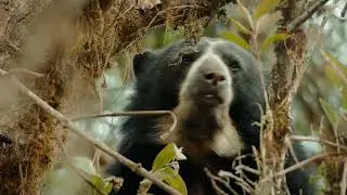 Colombia Wild and Free Part II Trailer