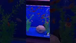 Mickey Mouse Platies #fish #fishtank #aquarium #tropicalfish #freshwater #platy #platys #platyfish