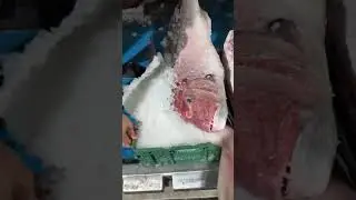 🐟🌊 مرحبا بكم فـ محل Azzeddine Fish🌊🐟وجدنا ليكم أحسن أنواع الحوت الطري والمختار بعناية كل نهار 🐠✨جودة