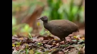 canto lambu Preta femeia