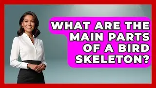 What Are The Main Parts Of A Bird Skeleton? - Bird Watching Diaries