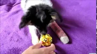 Hersenwerk voor honden: Revalidatie puzzels (Jiminy)