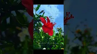 wallpaper 4k video 📸😍 #4k #wallpaper #flowers