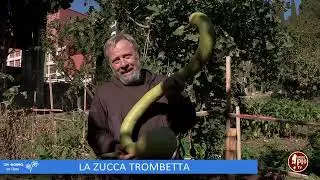 La zucca trombetta (Un giorno un fiore 14 Gennaio 2023)