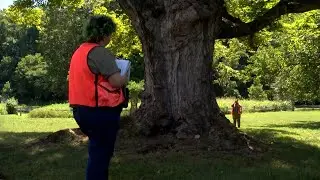 CHAMPION TREES