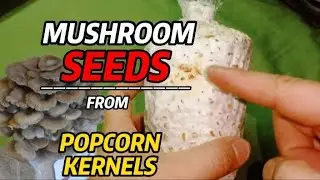 HOW TO MAKE MUSHROOM SEEDS, Mushroom Spawn Using Popcorn Kernels, Mushroom Seeds