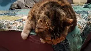 Pillow-Pro Cat: Too Cute to Move, Then Moves for Pets