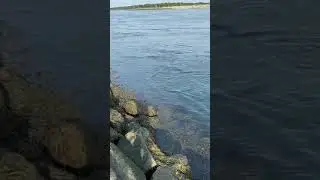 Striped bass canal cape cod 2021