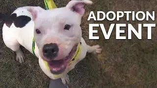 Animal Charity of Ohio hosts Boardman adoption event