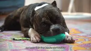 Dog/Cat Toys Manufacturer Pet Supplies Manufacturers Dogs/Cats product Company Pets toy factory A471