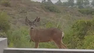 Oh deer! | Young mule deer spotted around Pacific Beach in San Diego