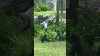 Kevin the Gorilla #shorts
