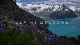Alpine Meadows - Panasonic Lumix GH5 Cinematic - Alpine 4K