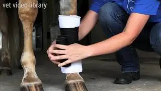 Bandage a Horse's Leg For Transportation And Other Safety Purposes