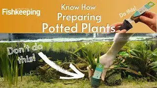 How to Prepare Potted Aquarium Plants for your fish tank!
