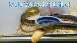 Feeding a Yellowtail Cribo