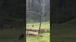 #kashmirtourism #travel #incrediblekashmir #mountains #nature #yousmarg #mountains