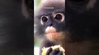 Cute Monkey Eating Sweet Corn#shorts#sweetcorn #monkey #animals #cute #zoo #eating
