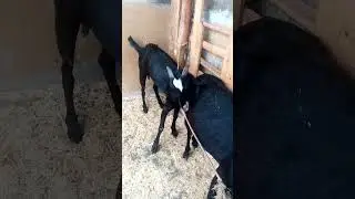 teddy goats lovers