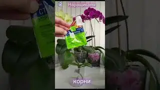 Не хочет наращивать корни орхидея. #орхидеицветут #орхидеи #цветы #пересадкаорхидеи #indoorplant