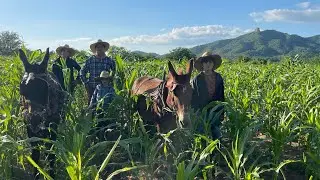 ASI TRAVAJAMOS EN LAS TIERRAS DE TEMPORAL CON EL ARADO AL ESTILO LOS RANCHRITOS DE SINALOA