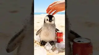 Fluffy penguin. Part 3. #pets #cute #animals #funny