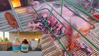 Qual Rem&eacute;dio Aplicar Na Porca Ap&oacute;s o Parto 🐖🐷🏜💉