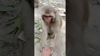 বানার হাত থেকে মোবাইলটা কেড়ে নিল তারপরও বানরের সাথে বন্ধুত্ব হয়ে গেল #funny #comedy #love #notjnur