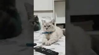 Super Angry Cat #cutecats #funnycats #shorts #short #shortvideo #cat #comedy #cats