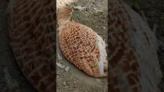 teetari boli -teetar sound -teetari scene