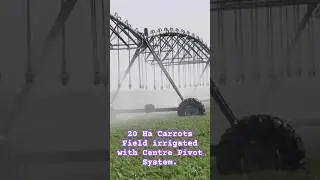 Precision Irrigation system in KSA #farming #agriculture #saudiarabia #southkorea #irrigation