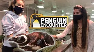 Seaworld Penguin Encounter - Look Before You Book!